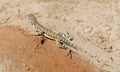 Zebra-tailed Lizard Royalty Free Stock Photo