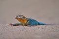 Zebra-tailed lizard, Callisaurus draconoides, USA, Mexico. Lizard in the nature habitat. Yellow blue reptile on the sand beach in Royalty Free Stock Photo