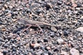 Zebra-tailed lizard Royalty Free Stock Photo