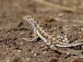 Zebra-tailed Lizard in Mexico