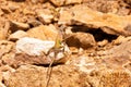 Zebra Tailed Lizard-1 Royalty Free Stock Photo