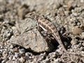 Zebra-tailed Lizard on a Rock