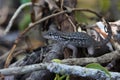 Zebra-tailed Lizard, Tavernier, Key Largo, Florida Royalty Free Stock Photo