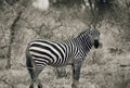 Zebra In Tsavo national park Kenya East Africa Black And White Royalty Free Stock Photo