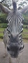 Zebra at taman safari prigen Indonesia