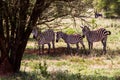 Zebra in Tarangire National Park, Tanzania Royalty Free Stock Photo