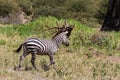 Zebra in Tarangire National Park, Tanzania Royalty Free Stock Photo