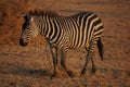 Zebra in Tarangire NP Tanzania