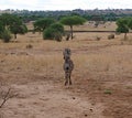 Zebra close-u on Tarangiri safari - Ngorongoro Royalty Free Stock Photo