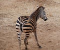 Zebra close-u on Tarangiri safari - Ngorongoro Royalty Free Stock Photo