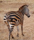 Zebra close-u on Tarangiri safari - Ngorongoro Royalty Free Stock Photo