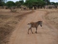 Zebra close-u on Tarangiri safari - Ngorongoro