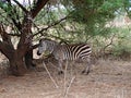 Zebra close-u on Tarangiri safari - Ngorongoro