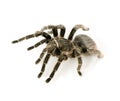 Zebra tarantula or Aphonopelma Royalty Free Stock Photo