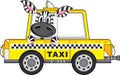 Zebra Taxi Driver in Yellow Cab