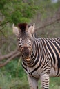 Zebra teeth