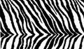 Zebra textile print background texture