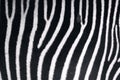 Zebra texture