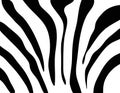 Zebra texture Black and White Royalty Free Stock Photo