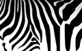 Zebra texture Black and White Royalty Free Stock Photo