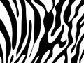 Zebra texture Black and White Royalty Free Stock Photo