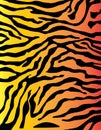 Zebra or tiger Stripes colorful pattern background in