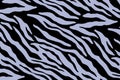 Zebra or tiger stripes colour pattern background. Illustration design