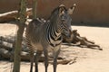 Zebra - Los Angeles Zoo