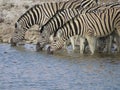 Zebra Trio