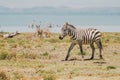 Zebra trots and walks on Crescent Island - Kenya, East Africa