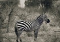 Zebra In Tsavo national park Kenya East Africa Black And White Royalty Free Stock Photo