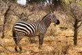 Zebra In Tsavo national park Kenya East Africa Royalty Free Stock Photo