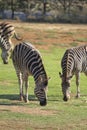 Zebra Royalty Free Stock Photo