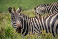 Zebra with two passengers Royalty Free Stock Photo