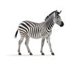 A zebra is a type of horse that is smaller than a horse. But with a tail like a donkey. Generative AI