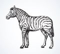Zebra. Vector drawing Royalty Free Stock Photo