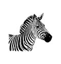 Zebra vector hand drawn graphic illustration on white background