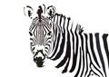 Zebra Vector Tracing Art Design Portrait Black & White Royalty Free Stock Photo