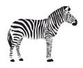 Zebra