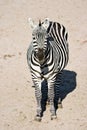 Zebra - vertical image