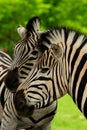 Zebra Royalty Free Stock Photo