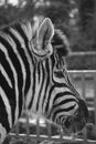 Zebra looking at the world Royalty Free Stock Photo