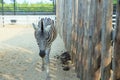 Zebra walk in the zoo in Sriayuthaya Lion Park , focus selective Royalty Free Stock Photo