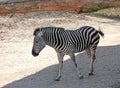Zebra in zoo setting with distinctive black & white stripes