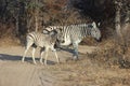 Zebra walking across the road