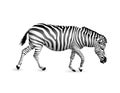 Zebra walking and bend down.