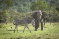 Zebra walking with elephant in the background in Ol Pajeta Conservancy in Kenya Royalty Free Stock Photo