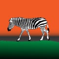 Zebra walking on the grass at graphics design vector illustration