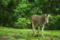 Zebra walking on the green grass