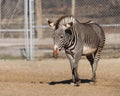 Zebra Walking In Its Enclosure At Brookfield Zoo